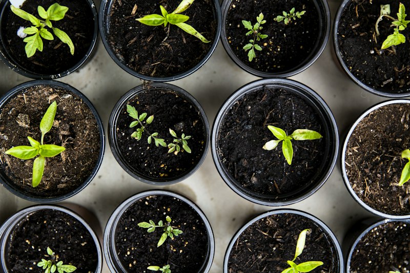On-site garden consultation