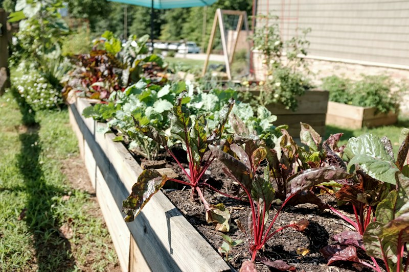 Green plant variety in a designed garden